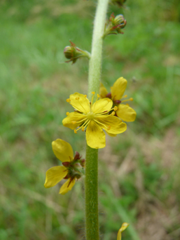 Fleurs jaunes formant des grappes allongées le long de la tige. Agrandir dans une nouvelle fenêtre (ou onglet)