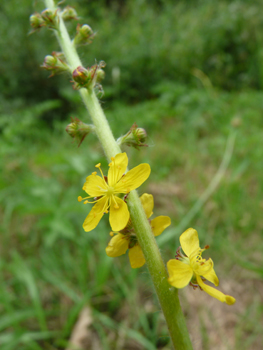 Fleurs jaunes formant des grappes allongées le long de la tige. Agrandir dans une nouvelle fenêtre (ou onglet)