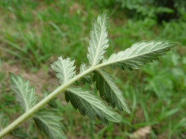 Verso des feuilles. Agrandir dans une nouvelle fenêtre (ou onglet)