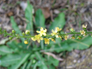 Fleurs jaunes formant des grappes allongées le long de la tige. Agrandir dans une nouvelle fenêtre (ou onglet)