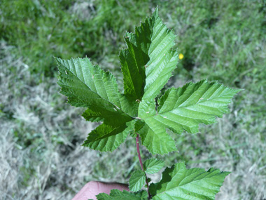 Feuilles composées, imparipennées comportant de 2 à 9 paires de folioles larges et sessiles. Agrandir dans une nouvelle fenêtre (ou onglet)