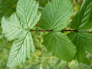 Feuilles composées, imparipennées comportant de 2 à 9 paires de folioles larges et sessiles. Agrandir dans une nouvelle fenêtre (ou onglet)