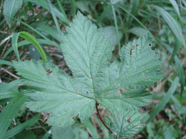 Feuilles composées, imparipennées comportant de 2 à 9 paires de folioles larges et sessiles. Agrandir dans une nouvelle fenêtre (ou onglet)