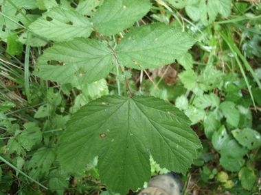 Feuilles composées, imparipennées comportant de 2 à 9 paires de folioles larges et sessiles. Agrandir dans une nouvelle fenêtre (ou onglet)