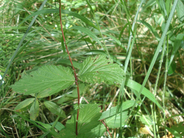 Feuilles composées, imparipennées comportant de 2 à 9 paires de folioles larges et sessiles. Agrandir dans une nouvelle fenêtre (ou onglet)