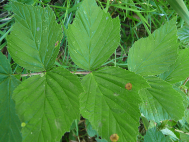 Feuilles composées, imparipennées comportant de 2 à 9 paires de folioles larges et sessiles. Agrandir dans une nouvelle fenêtre (ou onglet)