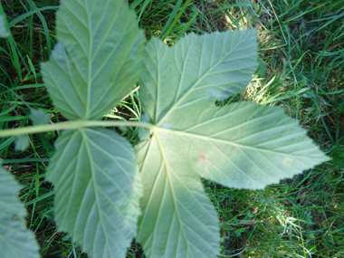 Face inférieure de la feuille. Agrandir dans une nouvelle fenêtre (ou onglet)