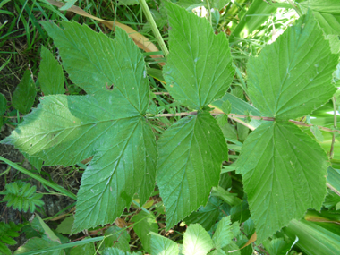 Feuilles composées, imparipennées comportant de 2 à 9 paires de folioles larges et sessiles. Agrandir dans une nouvelle fenêtre (ou onglet)