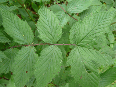 Feuilles composées, imparipennées comportant de 2 à 9 paires de folioles larges et sessiles. Agrandir dans une nouvelle fenêtre (ou onglet)