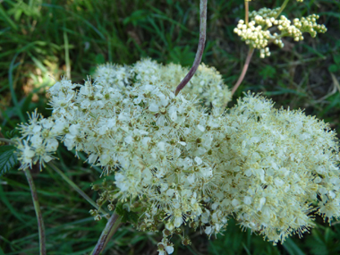 Fleurs blanches à jaunâtres disposées en corymbes. Agrandir dans une nouvelle fenêtre (ou onglet)