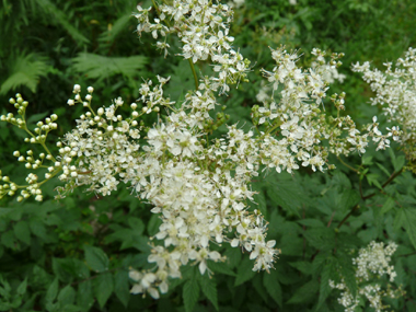 Fleurs blanches à jaunâtres disposées en corymbes. Agrandir dans une nouvelle fenêtre (ou onglet)