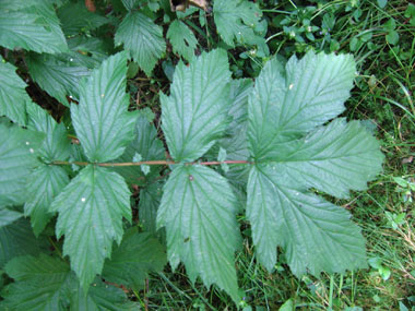 Feuilles composées, imparipennées comportant de 2 à 9 paires de folioles larges et sessiles. Agrandir dans une nouvelle fenêtre (ou onglet)