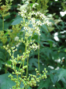 Fleurs blanches à jaunâtres disposées en corymbes. Agrandir dans une nouvelle fenêtre (ou onglet)