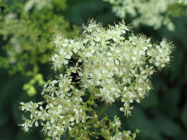 Fleurs blanches à jaunâtres disposées en corymbes. Agrandir dans une nouvelle fenêtre (ou onglet)