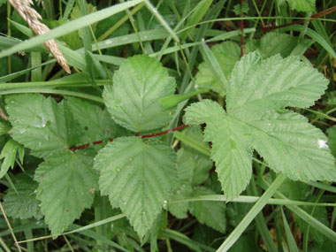 Feuilles composées, imparipennées comportant de 2 à 9 paires de folioles larges et sessiles. Agrandir dans une nouvelle fenêtre (ou onglet)