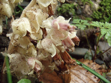 Fleurs blanchâtres, voire rosées. Agrandir dans une nouvelle fenêtre (ou onglet)