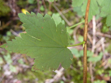 Petites (2 à 5 cm) feuilles alternes pourvues de 3 ou 5 lobes dentés et au limbe plus long que le pétiole. Agrandir dans une nouvelle fenêtre (ou onglet)