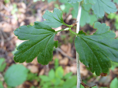 Petites (2 à 5 cm) feuilles alternes pourvues de 3 ou 5 lobes dentés et au limbe plus long que le pétiole. Agrandir dans une nouvelle fenêtre (ou onglet)