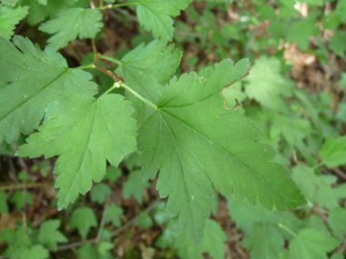 Petites (2 à 5 cm) feuilles alternes pourvues de 3 ou 5 lobes dentés et au limbe plus long que le pétiole. Agrandir dans une nouvelle fenêtre (ou onglet)