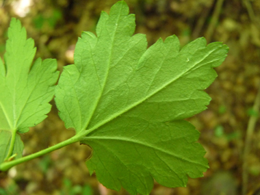 Face inférieure de la feuille. Agrandir dans une nouvelle fenêtre (ou onglet)