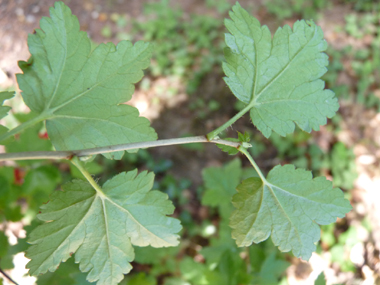 Face inférieure de la feuille. Agrandir dans une nouvelle fenêtre (ou onglet)