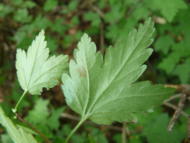 Face inférieure de la feuille. Agrandir dans une nouvelle fenêtre (ou onglet)