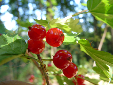 Petits fruits en forme de baies pas plus grosses qu'un pois, groupés par 2-3 et rouges à maturité.  Agrandir dans une nouvelle fenêtre (ou onglet)