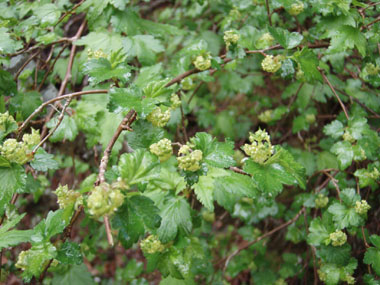 Fleurs regroupées en grappes, les mâles étant verdâtres et présentes à l'aisselle des feuilles. Agrandir dans une nouvelle fenêtre (ou onglet)