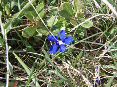 Fleur bleue de 4 cm de diamètre. Agrandir dans une nouvelle fenêtre (ou onglet)