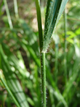 Courte ligule pointue. Agrandir dans une nouvelle fenêtre (ou onglet)