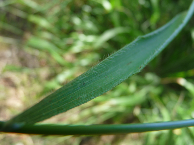 Longues feuilles étroites (5 à 10 mm); la gaine des feuilles supérieure étant couverte de petits poils d'un millimètre de long. Agrandir dans une nouvelle fenêtre (ou onglet)