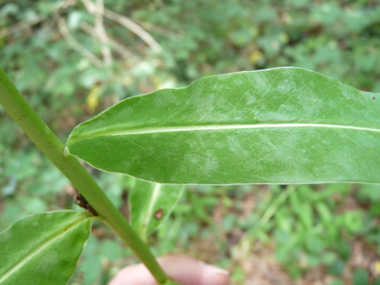 Feuilles molles régulièrement rétrécies à la base. Agrandir dans une nouvelle fenêtre (ou onglet)