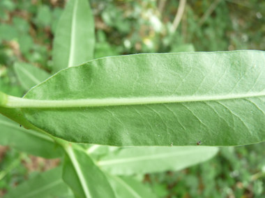 Verso de la feuille. Agrandir dans une nouvelle fenêtre ou onglet)