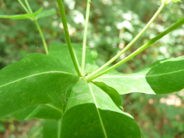 Feuilles molles régulièrement rétrécies à la base. Agrandir dans une nouvelle fenêtre (ou onglet)