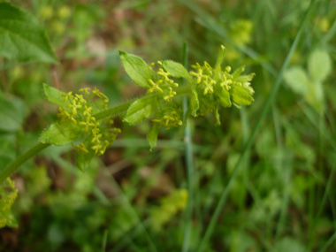 Petites fleurs jaunes à corolle formée de 4 pétales ovales. Agrandir dans une nouvelle fenêtre (ou onglet)