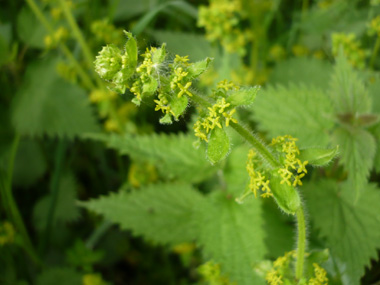 Petites fleurs jaunes à corolle formée de 4 pétales ovales. Agrandir dans une nouvelle fenêtre (ou onglet)