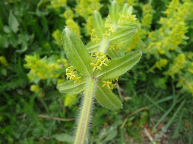 Petites fleurs jaunes à corolle formée de 4 pétales ovales. Agrandir dans une nouvelle fenêtre (ou onglet)