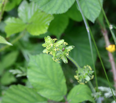 Petites fleurs jaunes à corolle formée de 4 pétales ovales. Agrandir dans une nouvelle fenêtre (ou onglet)