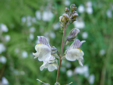 Petites fleurs bleu pâle et veinées de violet formant des grappes. Agrandir dans une nouvelle fenêtre (ou onglet)