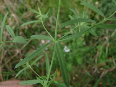 Feuilles toutes sessiles et lancéolées; les inférieures étant verticillées par 3 à 6 et les supérieures dispersées. Agrandir dans une nouvelle fenêtre (ou onglet)