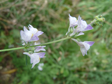 Petites fleurs bleu pâle et veinées de violet formant des grappes. Agrandir dans une nouvelle fenêtre (ou onglet)