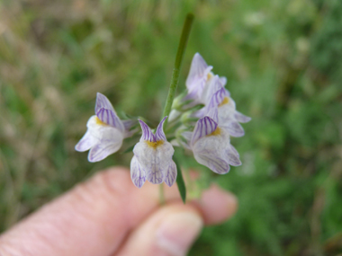 Petites fleurs bleu pâle et veinées de violet formant des grappes. Agrandir dans une nouvelle fenêtre (ou onglet)