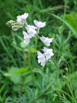 Petites fleurs bleu pâle et veinées de violet formant des grappes. Agrandir dans une nouvelle fenêtre (ou onglet)