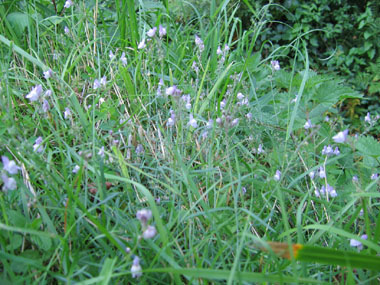 Petites fleurs bleu pâle et veinées de violet formant des grappes. Agrandir dans une nouvelle fenêtre (ou onglet)