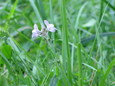 Petites fleurs bleu pâle et veinées de violet formant des grappes. Agrandir dans une nouvelle fenêtre (ou onglet)