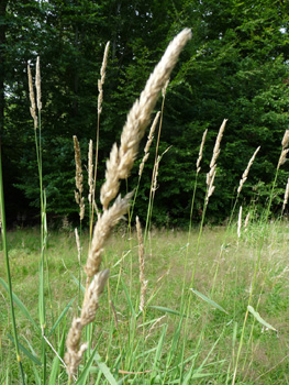 Inflorescence en panicule toujours dressée, très fournie et à la couleur variable blanchâtre, violacée voire verdâtre. Agrandir dans une nouvelle fenêtre (ou onglet)