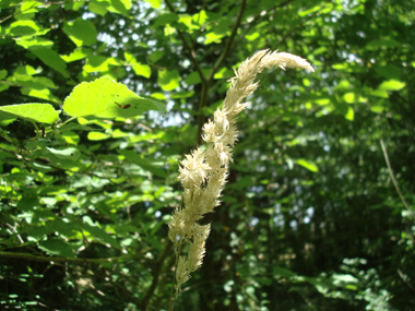 Inflorescence en panicule toujours dressée, très fournie et à la couleur variable blanchâtre, violacée voire verdâtre. Agrandir dans une nouvelle fenêtre (ou onglet)