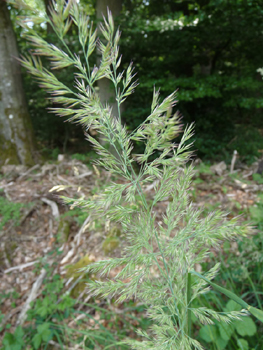 Inflorescence en panicule toujours dressée, très fournie et à la couleur variable blanchâtre, violacée voire verdâtre. Agrandir dans une nouvelle fenêtre (ou onglet)