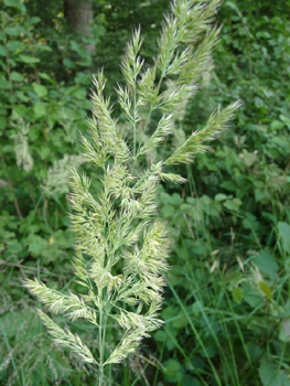 Inflorescence en panicule toujours dressée, très fournie et à la couleur variable blanchâtre, violacée voire verdâtre. Agrandir dans une nouvelle fenêtre (ou onglet)