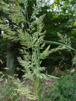 Inflorescence en panicule toujours dressée, très fournie et à la couleur variable blanchâtre, violacée voire verdâtre. Agrandir dans une nouvelle fenêtre (ou onglet)